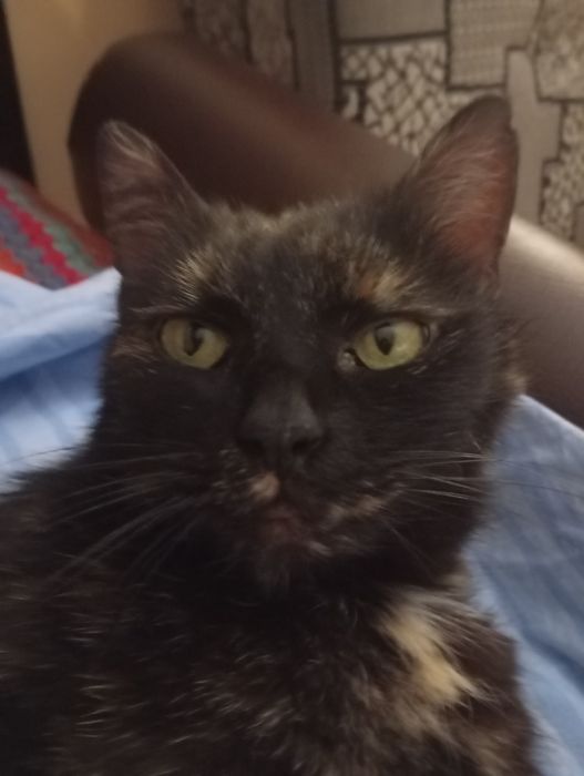 УВАГА! Пропала киця Мурка!!!