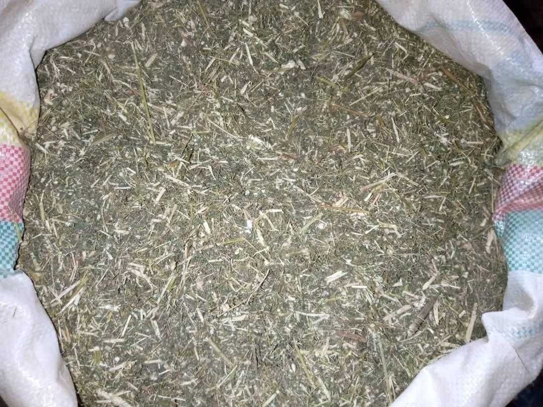 Artemisia Annua (Chá)