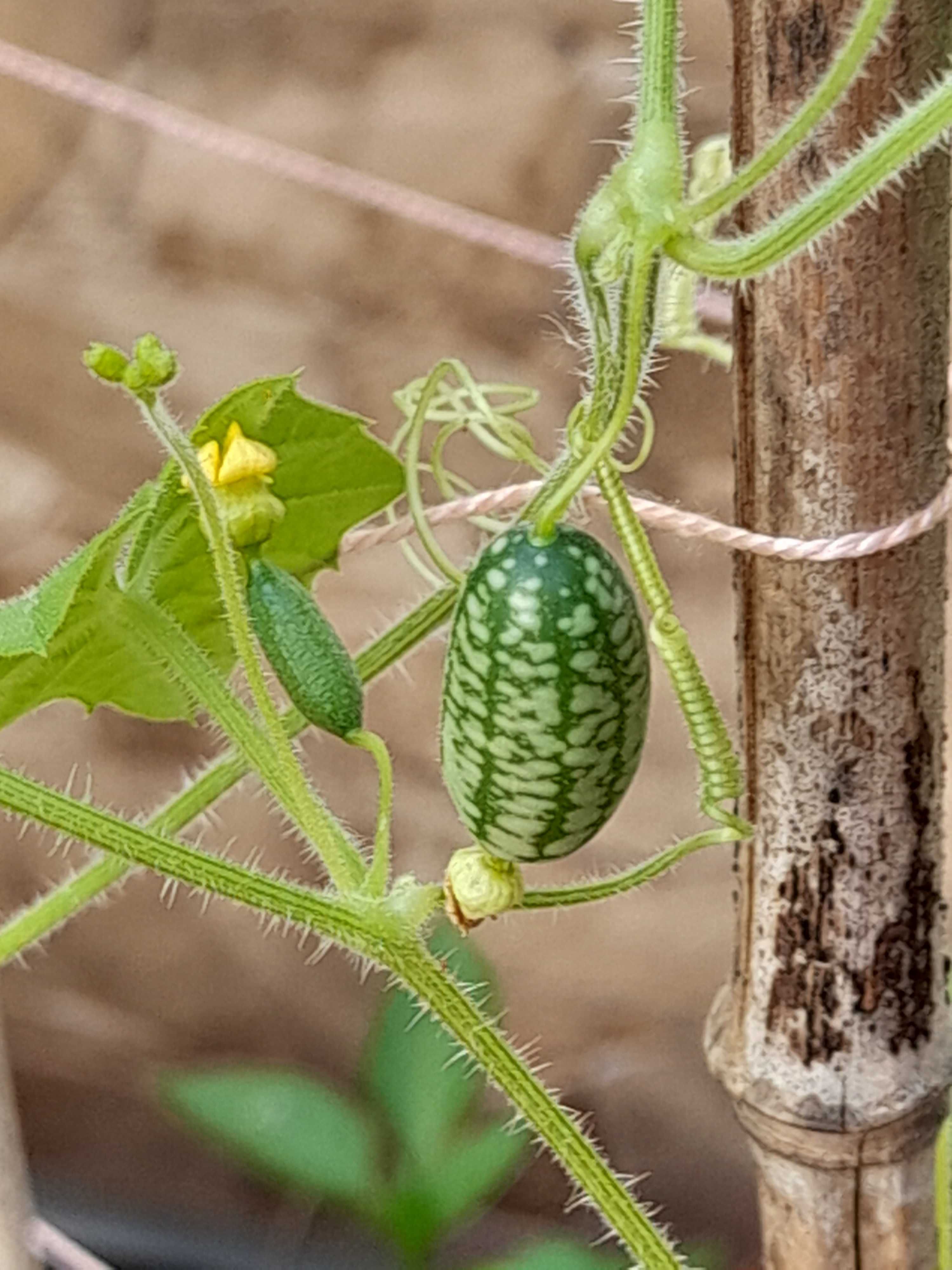 Cucamelon - Sementes