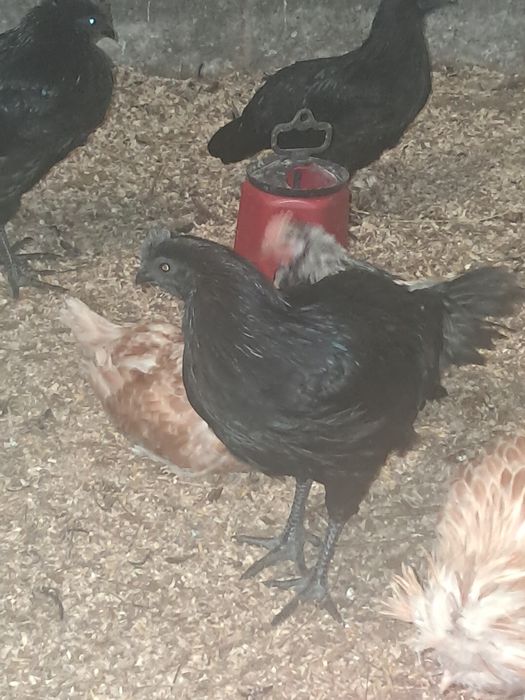 Ayam cemani koguty młode