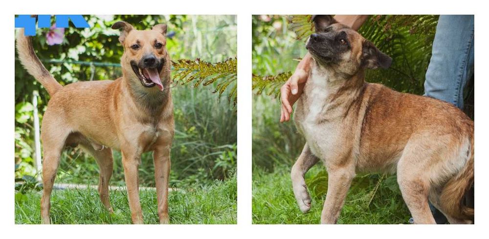 віддам собаку щеплені адекватні