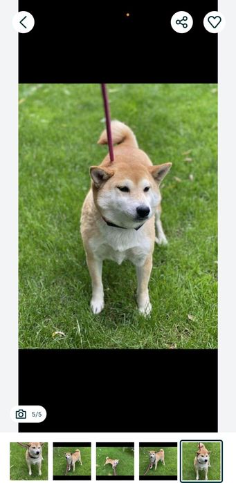 Shiba inu w dobre ręce