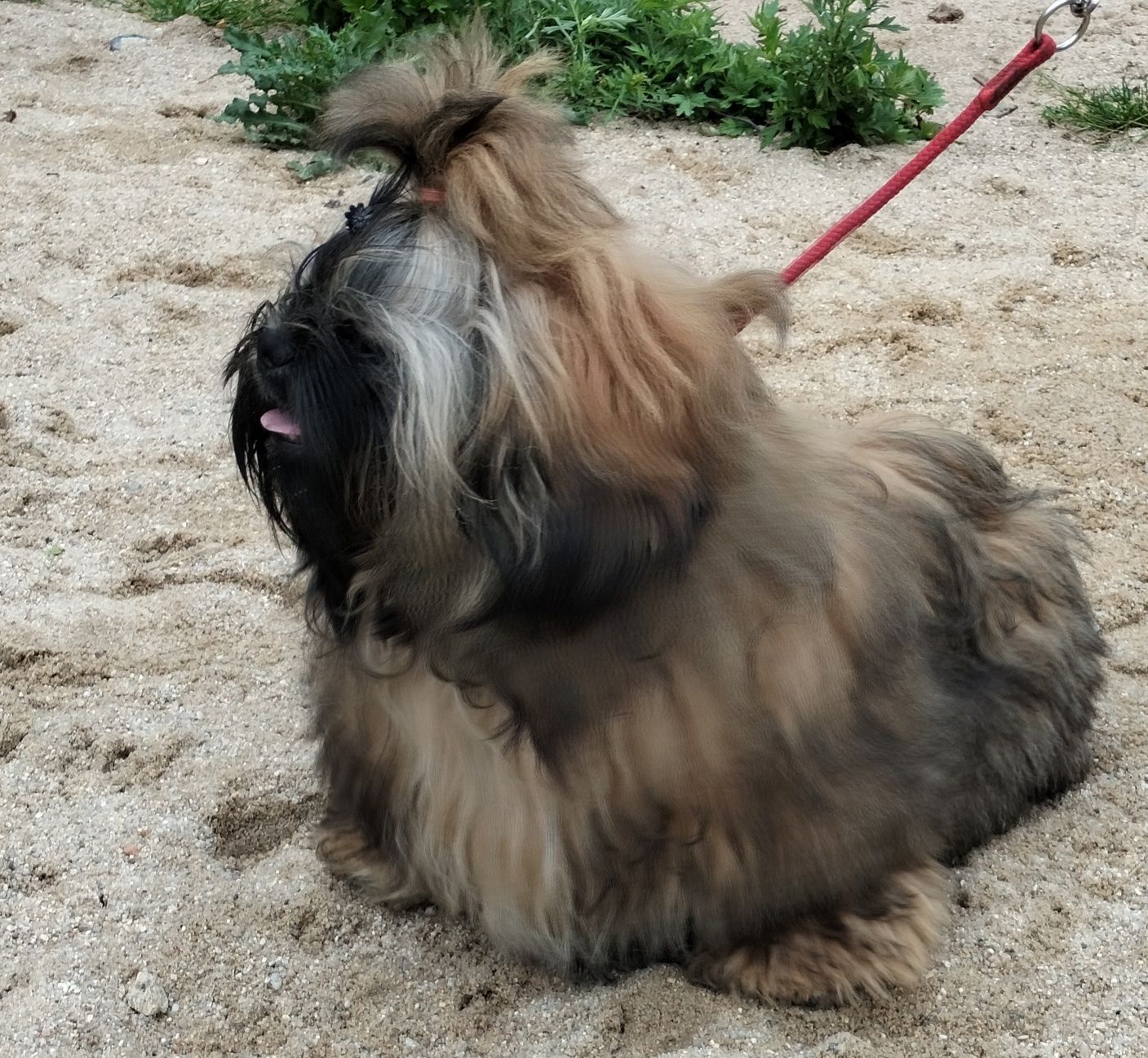 Shih tzu piesek FCI