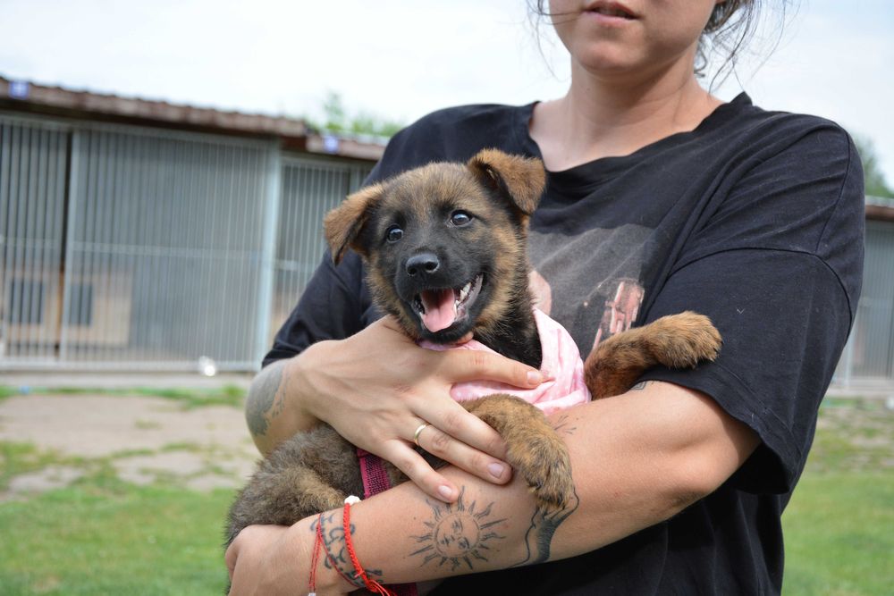 Malibu SZCZENIAK mama jak labrador ADOPCJA