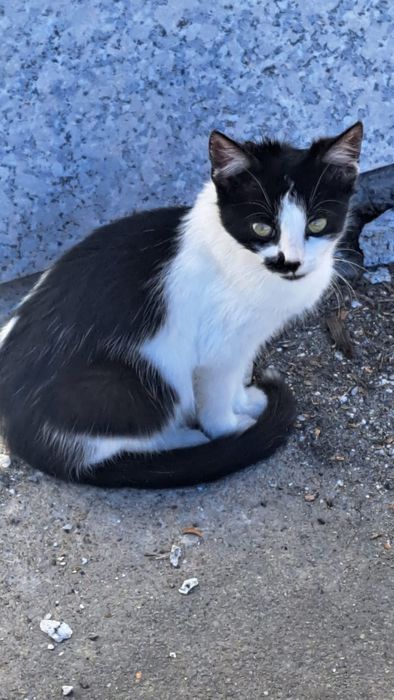 Kotek / kotka do oddania