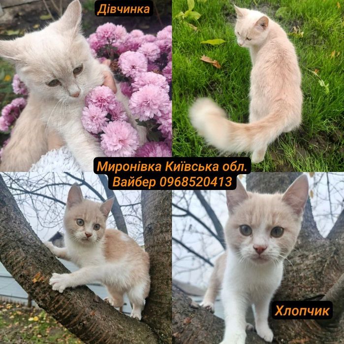 Котики Кошенята Миронівка Київська обл.