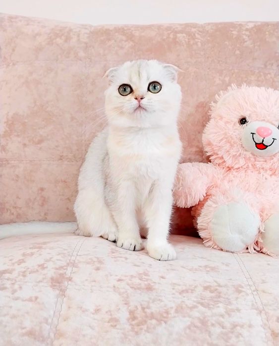 Сама нежность Зеленоглазая малышка вислоушка