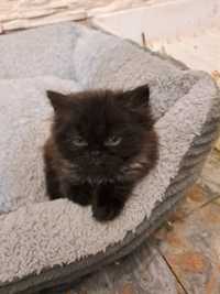 Rozkoszny kotek perski czeka na nowy dom