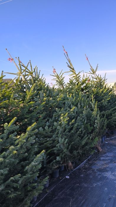Jodła kaukaska cięta choinka żywa Nowy Sącz Korzenna
