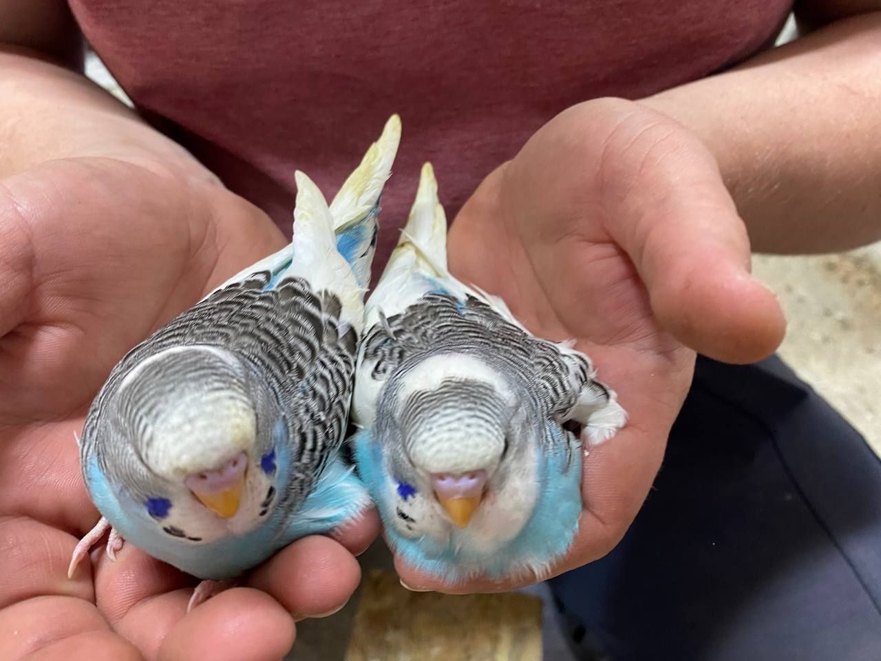 Хвилясті папужки готові до приручення
