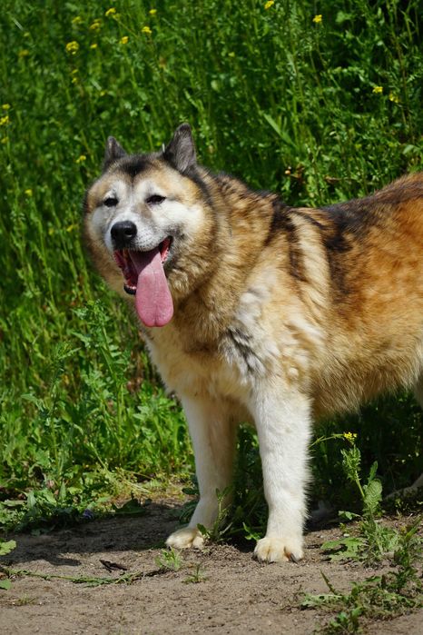 Samba - śliczna, starsza sunia w typie akita