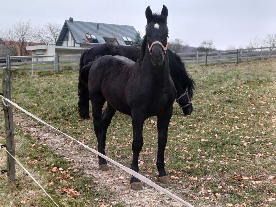 Piękny źrebak  6 miesiecy.