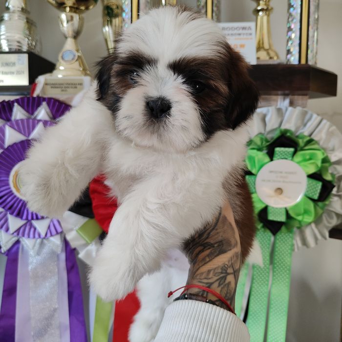 Egon Pies Shih Tzu przepiękny szczeniak rodowód  UBEZPIECZENIE