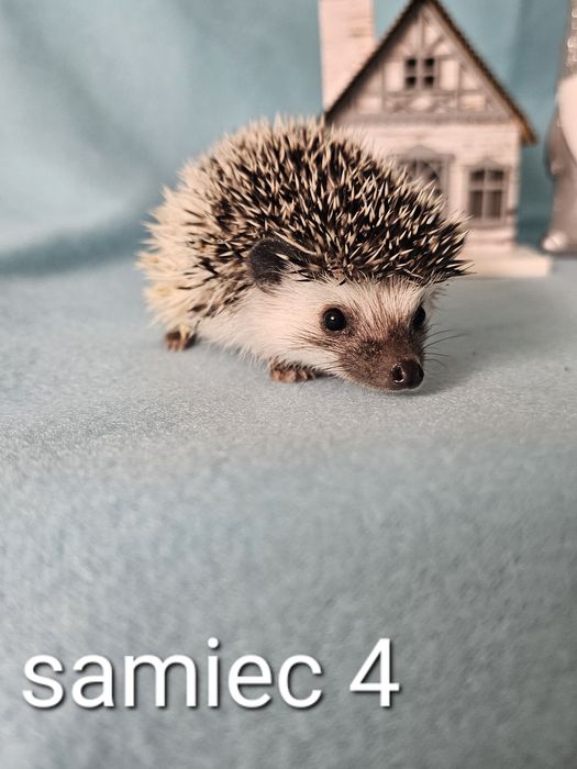 Jeż afrykanski jez pigmejski cudowne maluchy