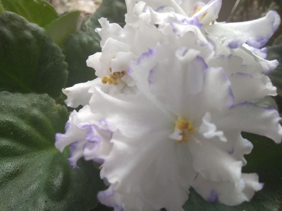 фіалки ,різні ,махрові