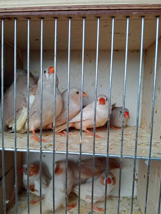 Sprzedam zeberki tegoroczne