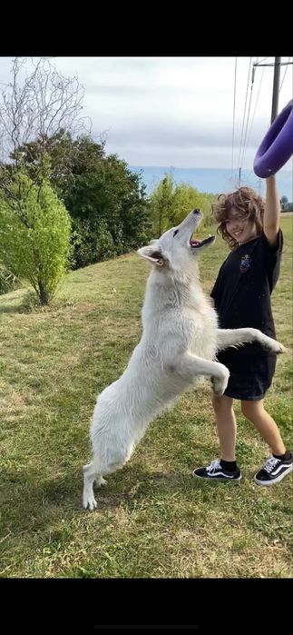 Швейцарская овчарка. Подарим!