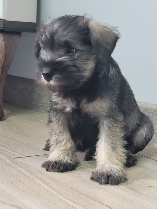 Sznaucer Miniaturowy Szczeniak Pieprz i Sól