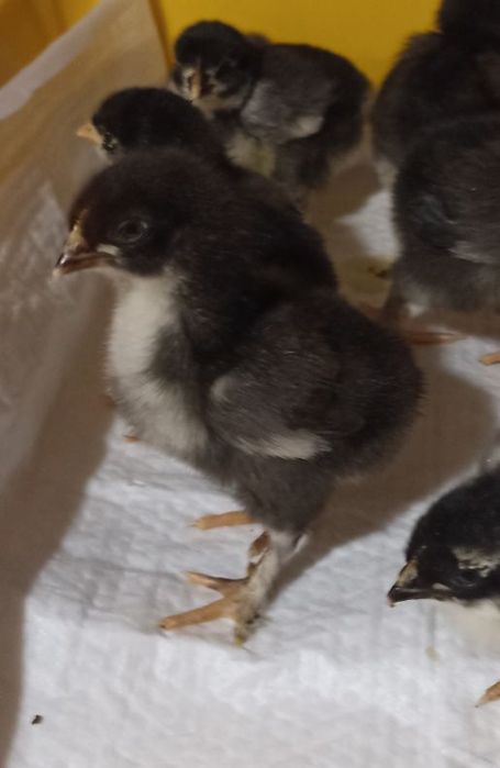 Курчата Марана чорно-мідного