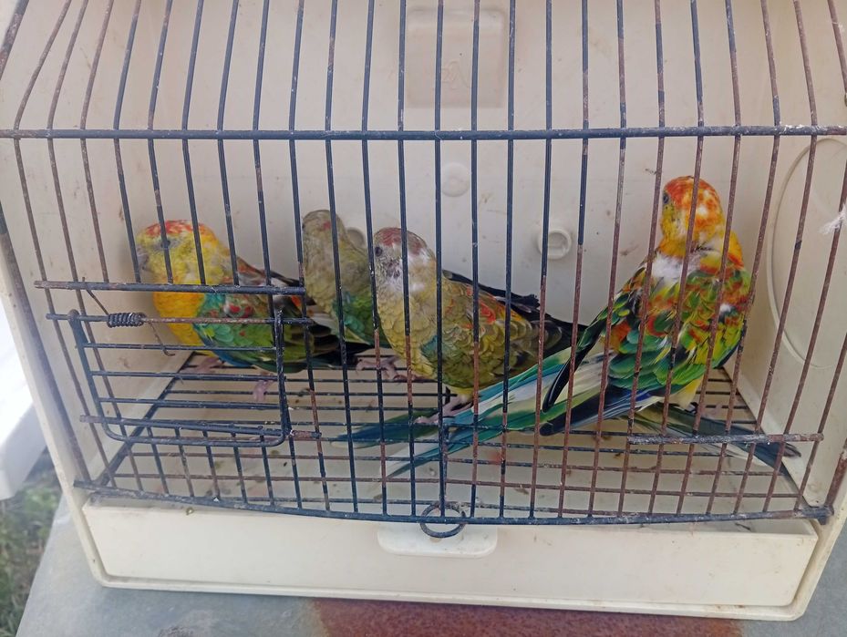 Red rumped pyrrulas bourks caturras e agapórnis