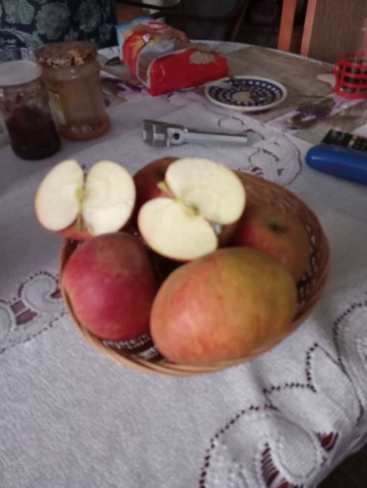 Złota reneta jabłka swojskie ekologiczne