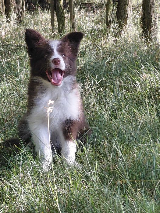 Бордер Коллі щенятта