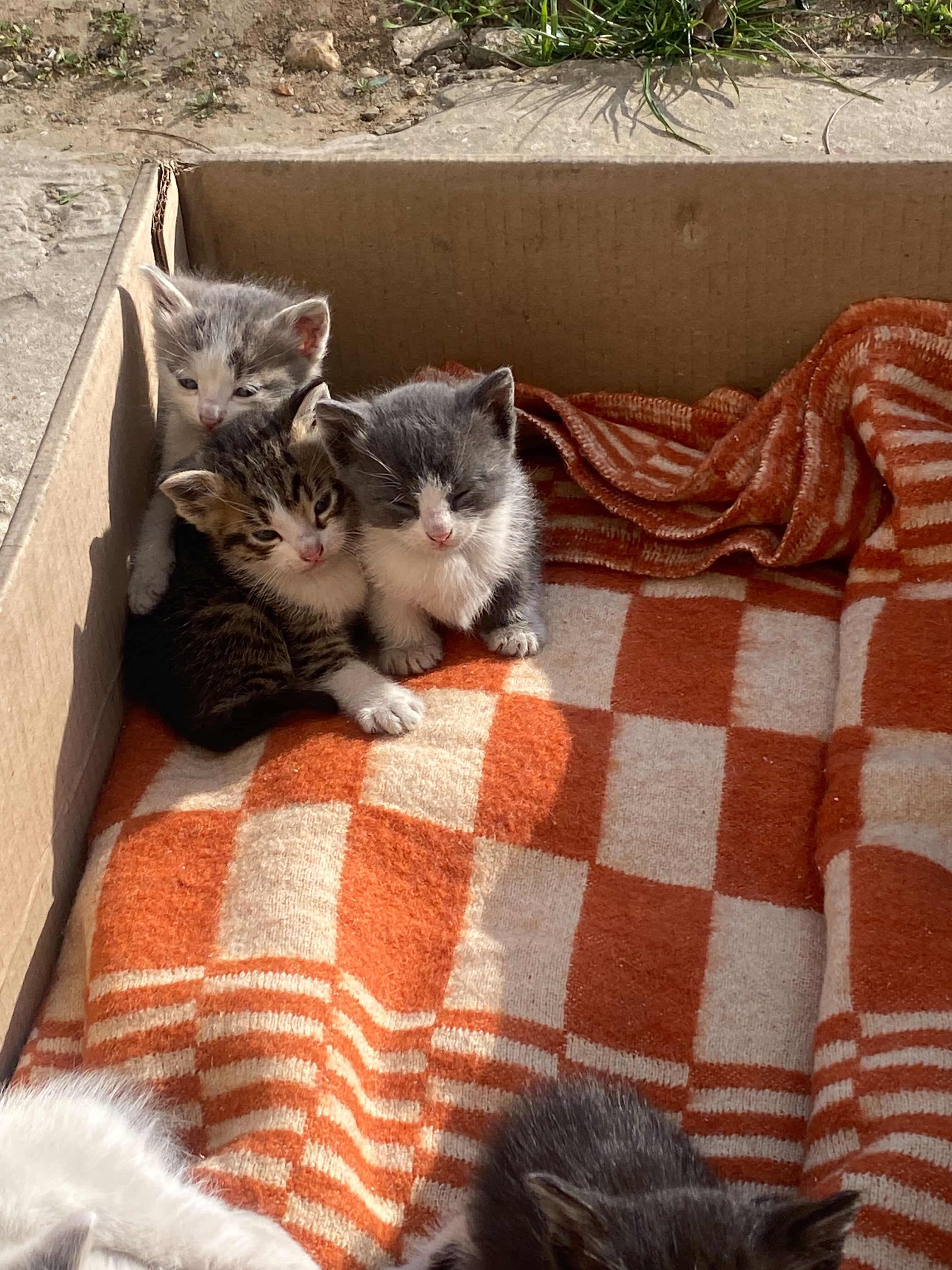 Крошечные котята бесплатно
