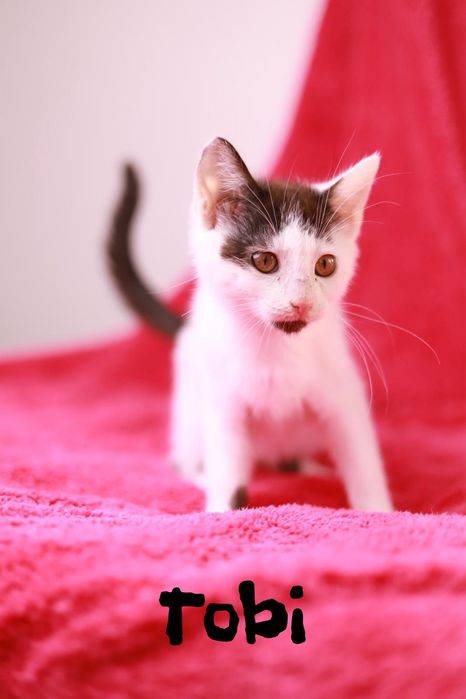 Gdy zimno Ci i źle, do kotka przytul się.. czekają do adopcji