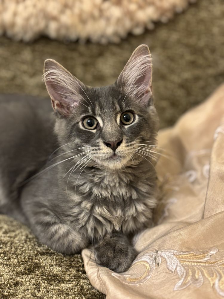 Maine coon szary kocurek Fife kot Filipek