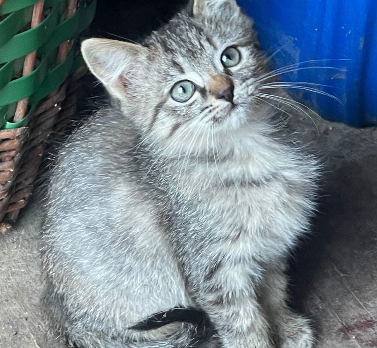 Віддам котиків в добрі руки