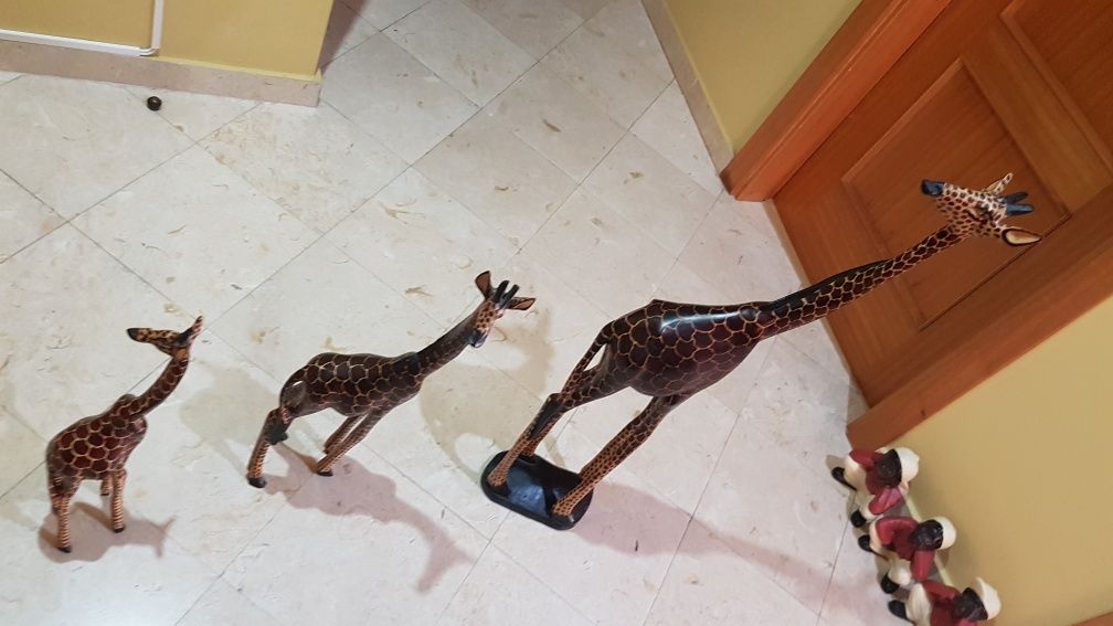 Girafas africanas em Madeira