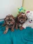 Szczenięta Shih Poo