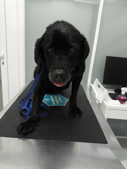 Ajuda para Labradora sénior