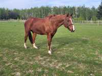 Klacz AQH American Quarter Horse /sprzedam lub zamienię byk mięsny