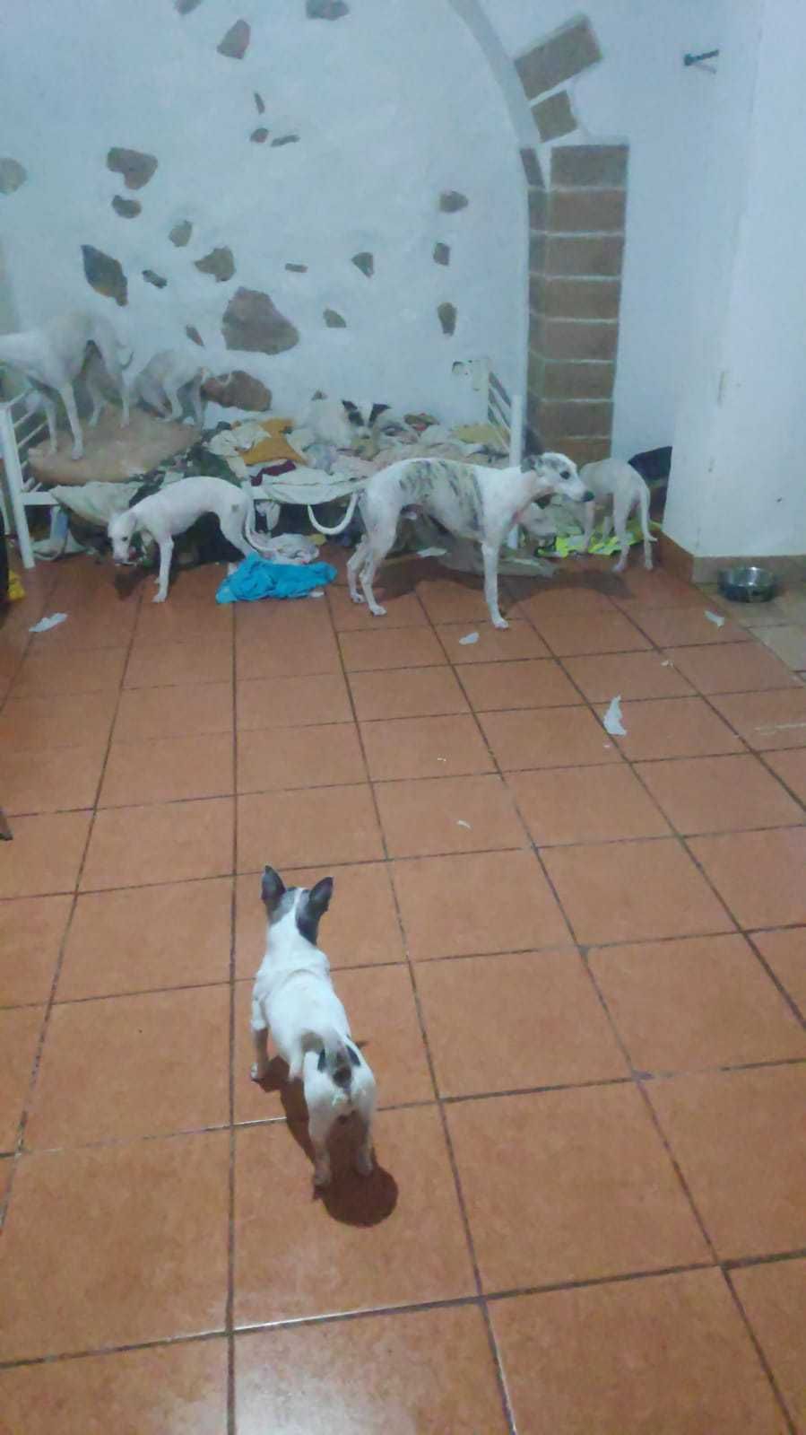 Filhote cachorro 3 meses