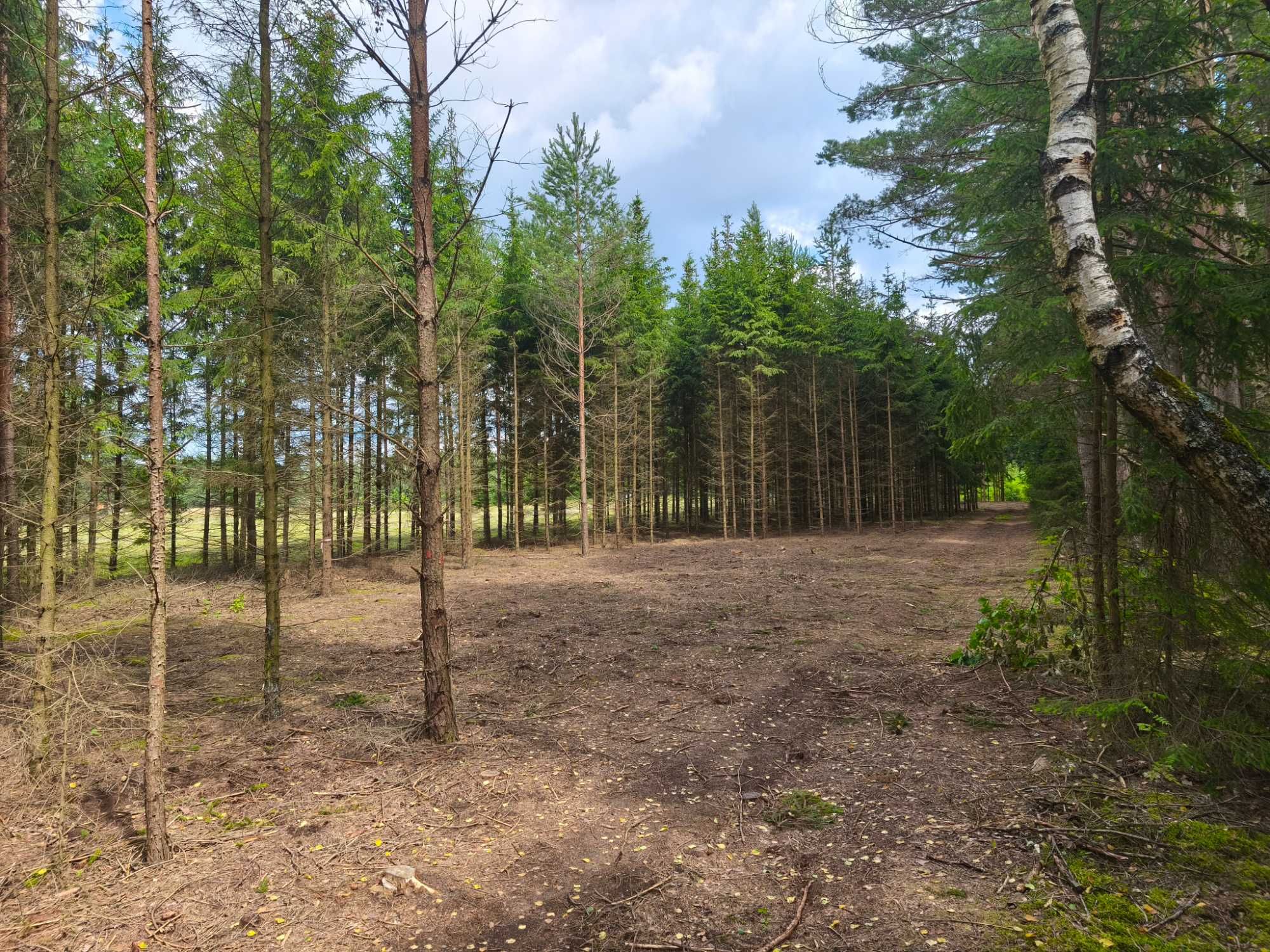 Działka 4000 m²–Szczebra, serce Puszczy Augustowskiej | WZ