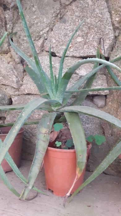 Vendo Aloe Vera Planta