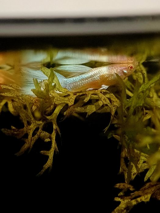 Gupik Albino Full white Platinum (samce)