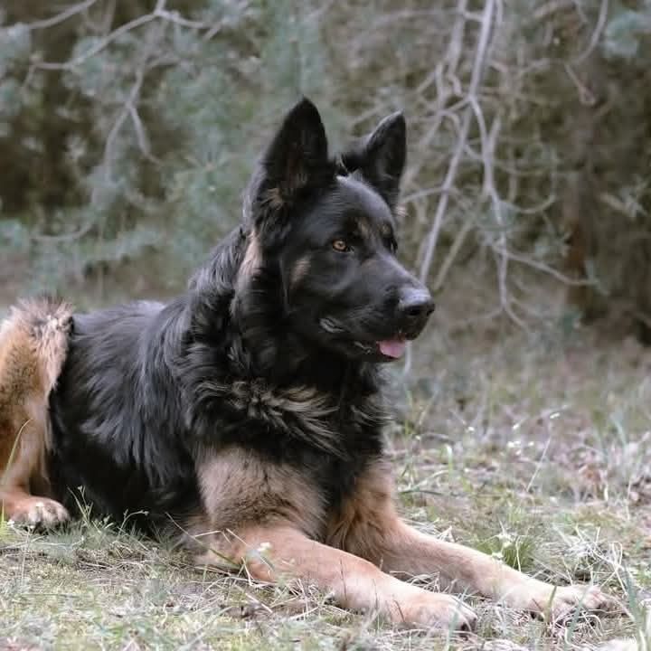 Owczarek niemiecki do adopcji