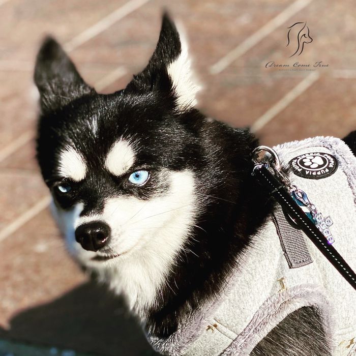 Pomsky ( Mini Husky )