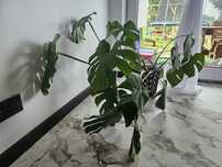 Monstera ogromna