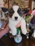 Welsh Corgi Cardigan FCI