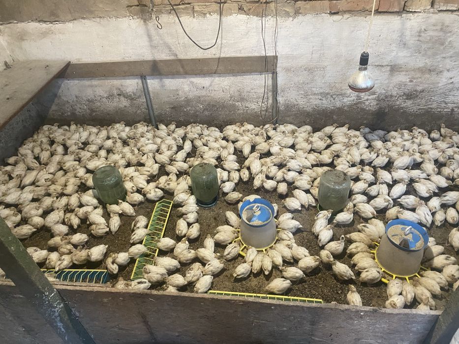 Перепелиная мини ферма