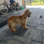 Cocker spaniel  !