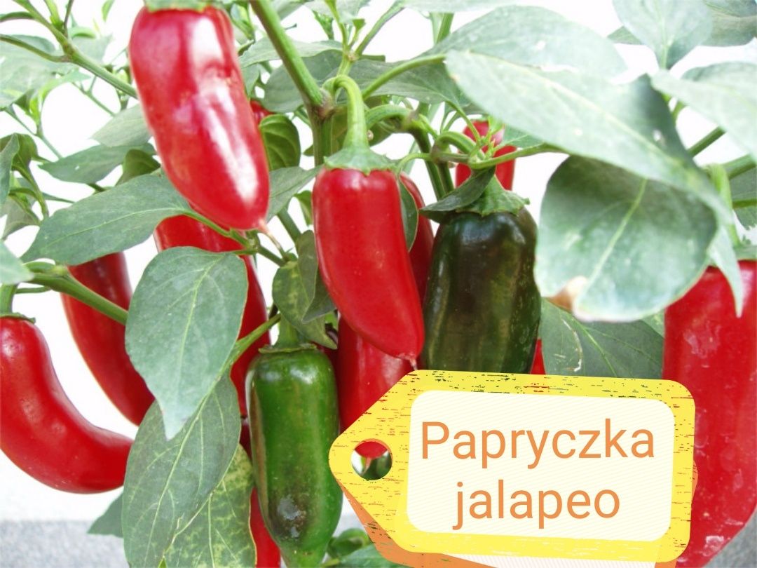 Sadzonki papryka ostra slodka chilli cayenne jalapeno habanero