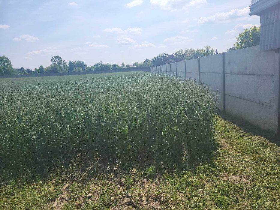 Sprzedam owies  2025