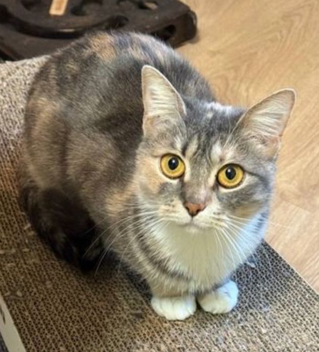 Трьохмасна киця Черрі 1 рік шукає дім