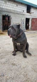 Pies i suka Cane corso