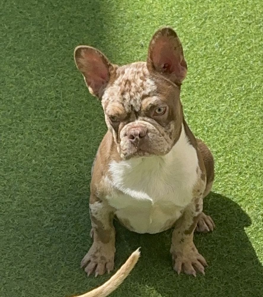 Bulldog frances rojo Merle de olhos verdes