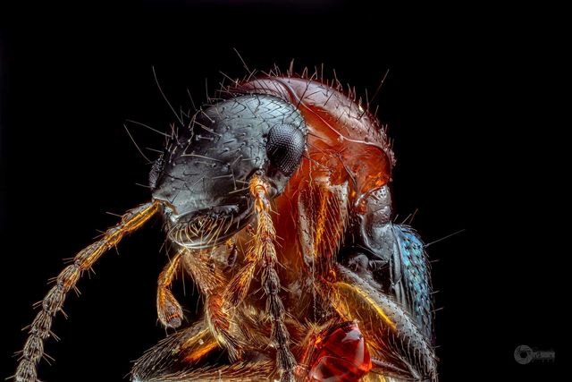 Autorski system oświetlenia do fotografii makro(extreme macro)